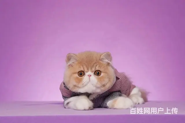 那里有纯种加菲猫出售的 包子脸鼻眼一线 保证健康 - 图片 2