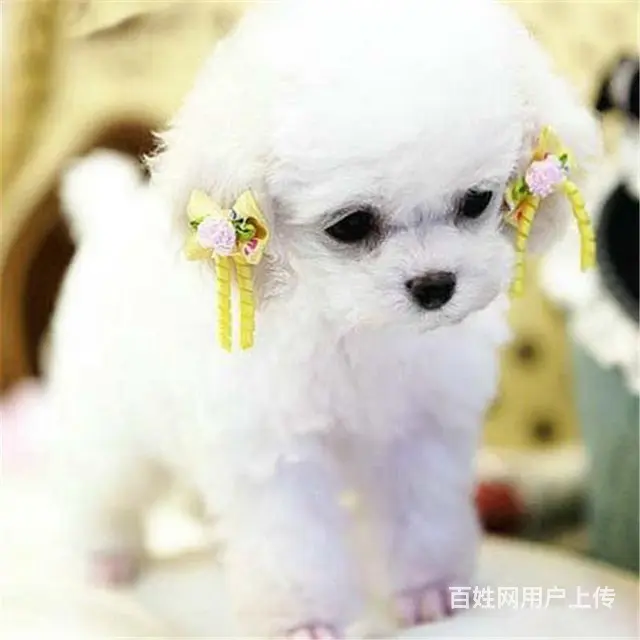 绍兴【*推荐】泰迪犬舍‖泰迪养殖场 - 图片 12