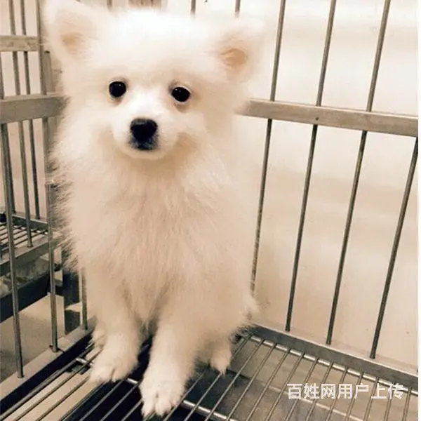 吕梁【十年老店】常年繁殖优质血统银狐幼犬 - 图片 11