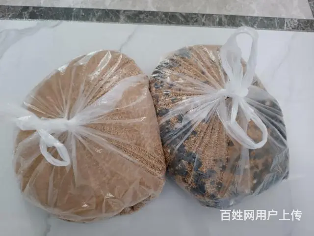 捡漏来！健康活泼，玄凤鹦鹉雌，成鸟哦 - 图片 1