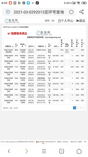 信鸽～幼鸽 - 图片 5