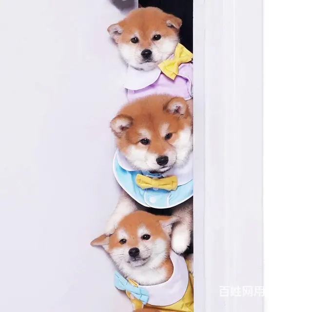 日本柴犬出售 冠军品质 赛级血统 签协议 - 图片 1
