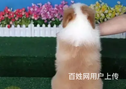 邢台边牧怎么卖 邢台边牧价格 邢台哪里有卖边牧的 - 图片 6