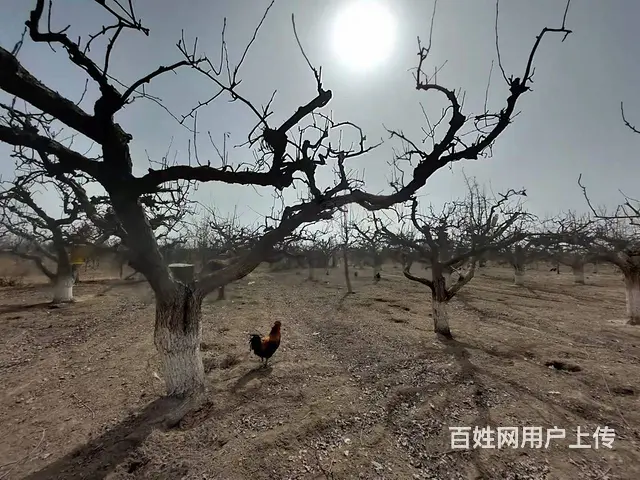 B个人一和什里克乡萨依勒克村梨园宅基地对外出售 - 图片 9