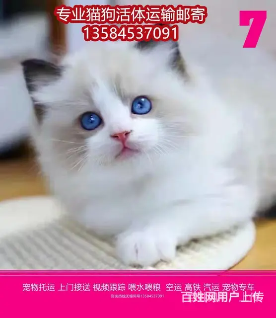 日喀则 宠物托运（猫狗柴犬）邮寄快递2022（宠物活体运输) - 图片 3