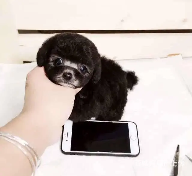 赛级泰迪犬 打完疫苗带证书芯片 售出可签订购犬协议 - 图片 8