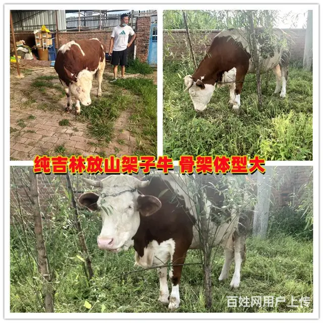 三百至四百斤 西门塔尔牛大母牛 出售 - 图片 2