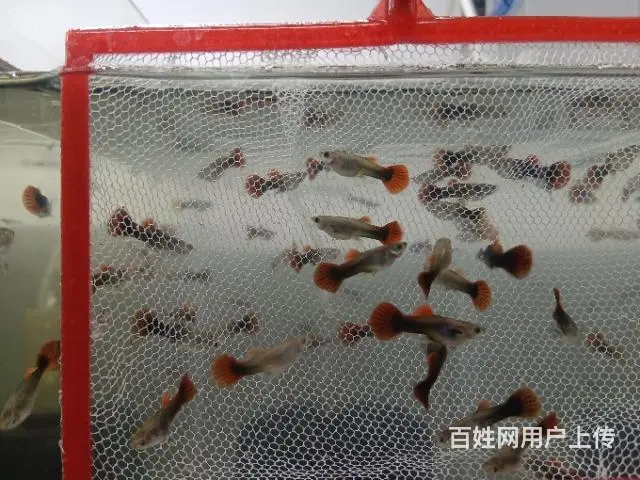 出巴西褶扇孔雀鱼 - 图片 4