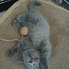 蓝猫