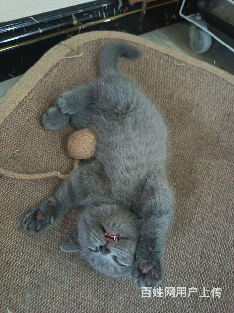 蓝猫的图片