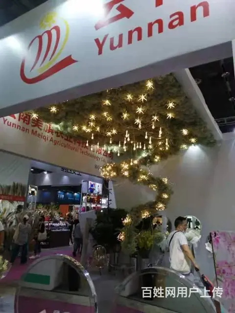 昆明斗南花卉批发市场美旗花卉基地直发满天星康乃馨 - 图片 4