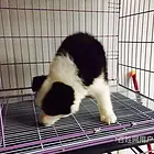 临汾卡斯罗一般价位【卡斯罗犬舍】地址
