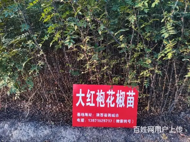 韩城枣红二号黄盖花椒苗基地 韩城大红袍花椒苗 - 图片 1