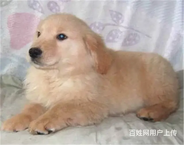 纯种健康金毛幼犬、品种齐全纯正血统 品质有保证 - 图片 4