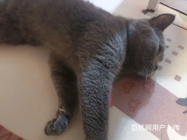 成猫母蓝猫结缘 - 图片 2
