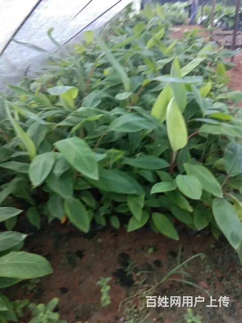 长年供应香蕉苗粉蕉苗 - 图片 2