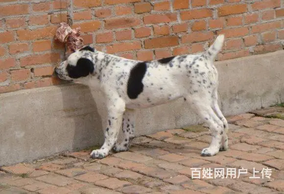 精品中亚牧羊犬体型完美 大骨架 保健康 疫苗齐全 - 图片 1
