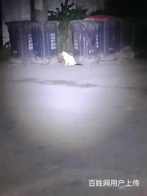 安阳专业的找猫团队，安阳找猫团队，安阳找猫成功率高 - 图片 2