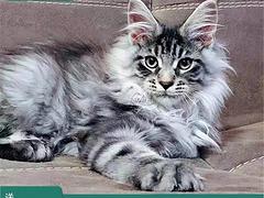 玉林博白豹猫多少钱一只 玉林豹猫图片 玉林豹猫价格 玉林百姓网
