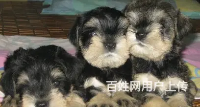 天门哪有繁殖雪纳瑞幼犬的，雪纳瑞幼犬多少钱一只 - 图片 10