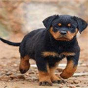 吉林犬舍推荐-正规养殖罗威纳的地方