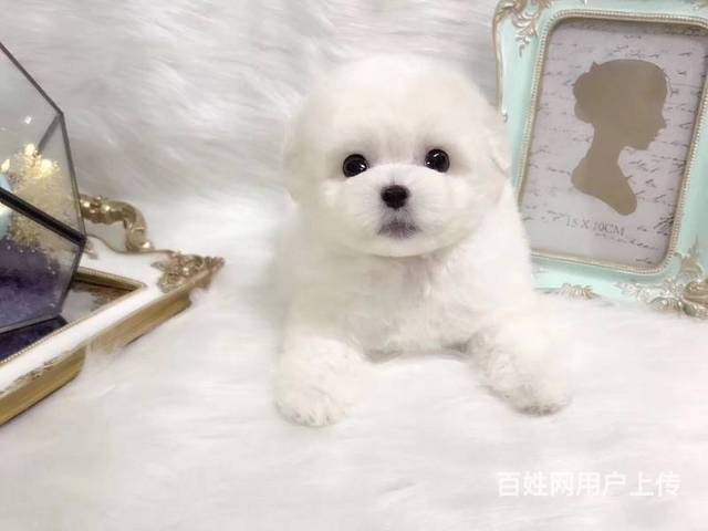 北京哪裡有比熊犬出售純種比熊犬價格比熊圖片