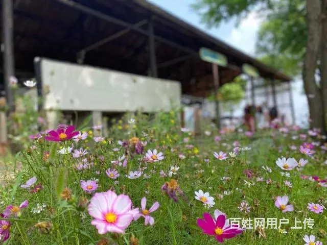 合肥周边蓝山湾大锅灶做饭预定 - 图片 8