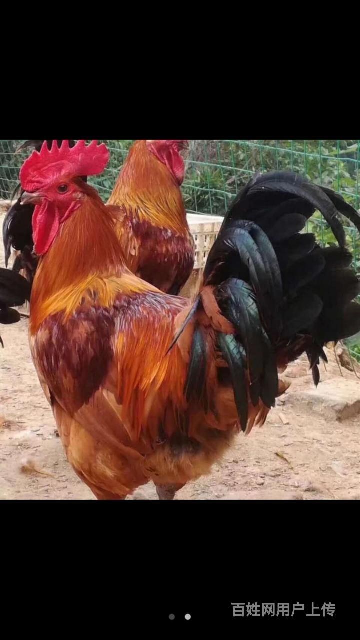 庄河大骨鸡鸡苗,红公鸡苗,鸭苗,鹅苗《长期大量供》