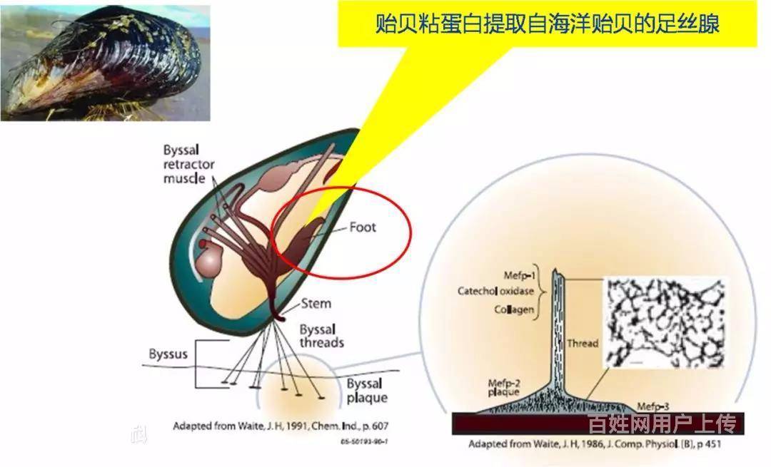 【图 贻贝粘蛋白能否治口腔溃疡呢 盐城亭湖咨询 盐城百姓网