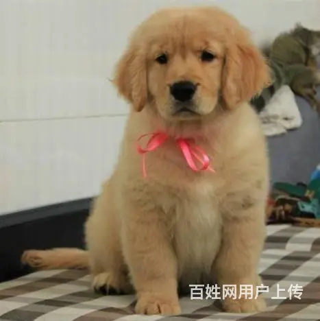 赛级品质/金毛宝宝/狗场直销/纯种健康签订协议 - 图片 1
