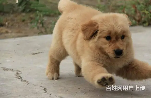金毛幼犬 纯种赛级的金毛 骨架大毛量足 签协议 - 图片 3