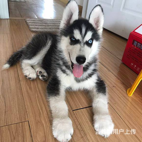 家养纯种哈士奇出售三火蓝眼双血统哈士奇