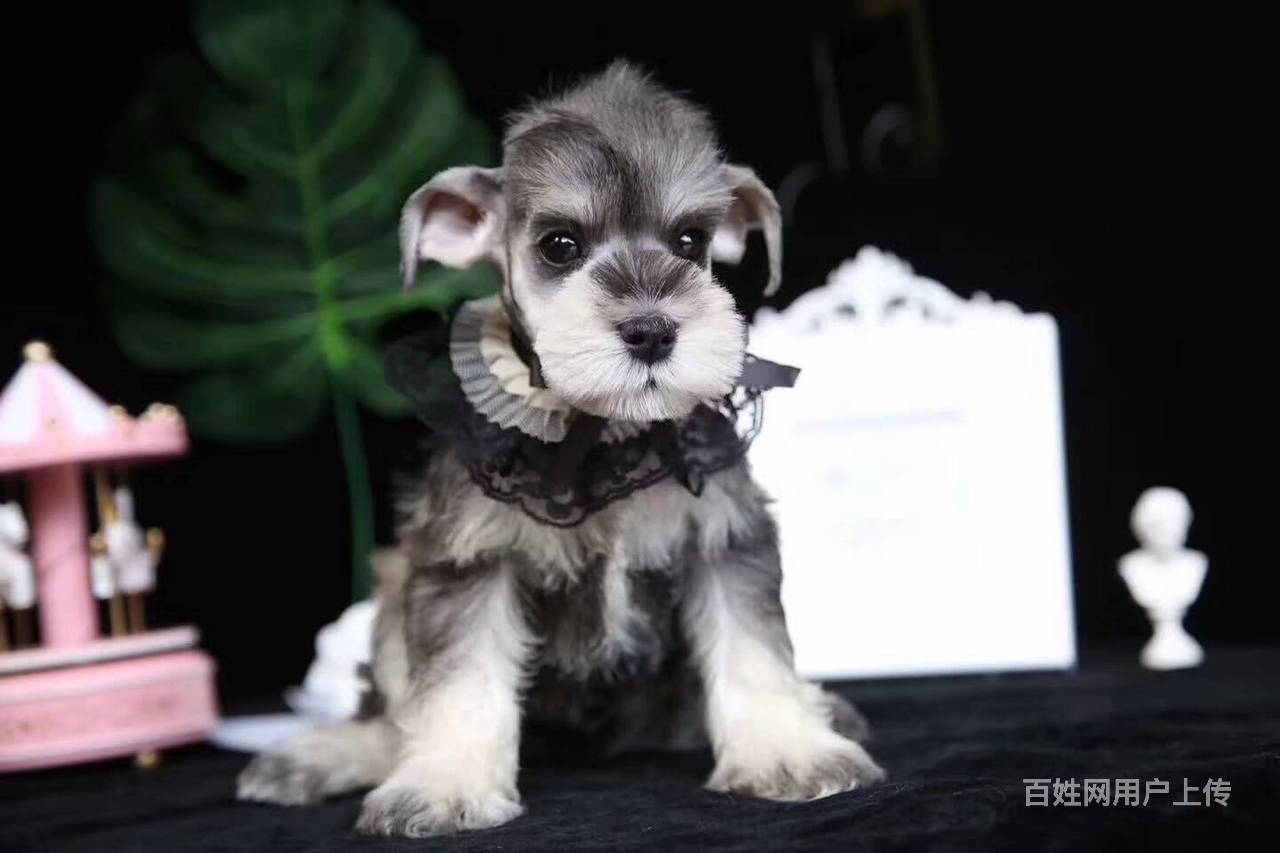 十堰哪里有出售雪纳瑞犬的 雪纳瑞犬幼犬多少钱一只