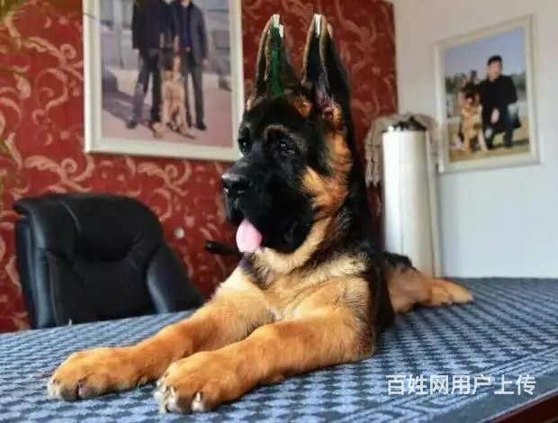 纯种德国牧羊犬 公母都有 血统健康有保障 - 图片 2