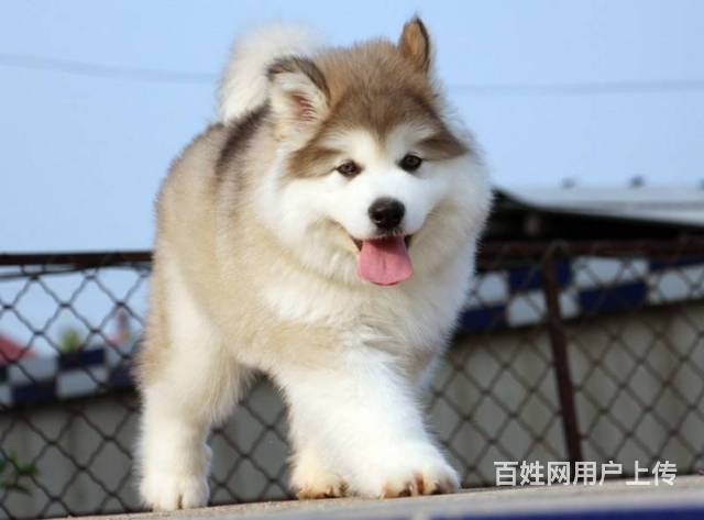 纯种阿拉斯加幼犬,超帅气,超大形体!的图片