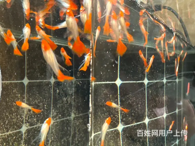 鸿运当头 - 图片