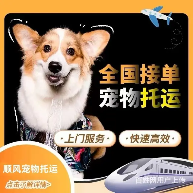 邢台市宠物托运（猫狗）邮寄快递（2023今日 推荐运输 - 图片 5
