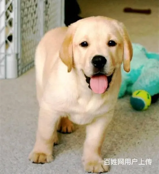 哪有纯种拉布拉多犬的 拉布拉多犬多少钱 - 图片 2