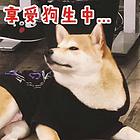 河池柴犬犬舍基地常年出售纯种柴犬双血柴犬幼犬