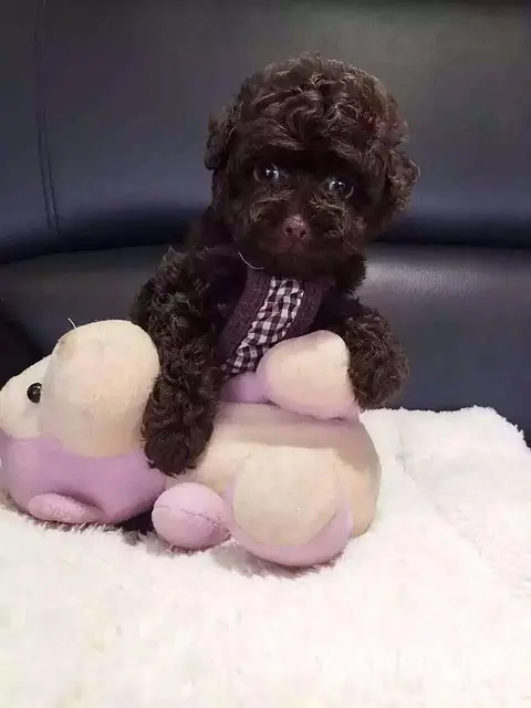 包头正规泰迪犬舍泰迪市场价多少钱 - 图片 1