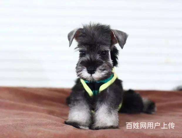 广州哪里买狗有保障 迷你雪纳瑞幼犬 多窝挑选保健康 - 图片 1