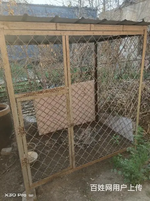 狗笼 - 图片 4