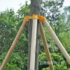 沧州4米杉木杆公司，整车发货