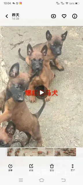出售爆红马犬 - 图片 1
