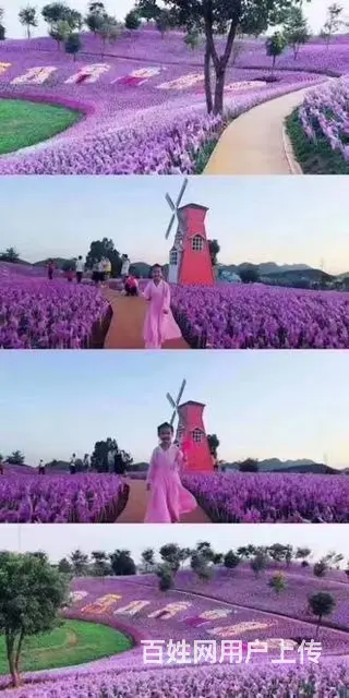 盐城暖场荷兰风车租赁 春季美陈荷兰风车租赁公司 - 图片 8