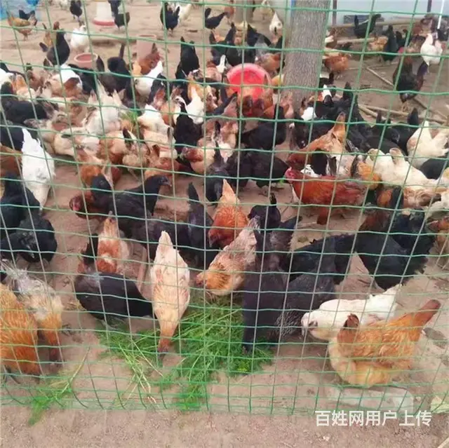 滨州鸡苗孵化场 滨州笨鸡苗孵化厂 滨州鸡苗批发价格 - 图片 3