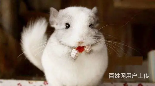 宠物，龙猫 - 图片 4