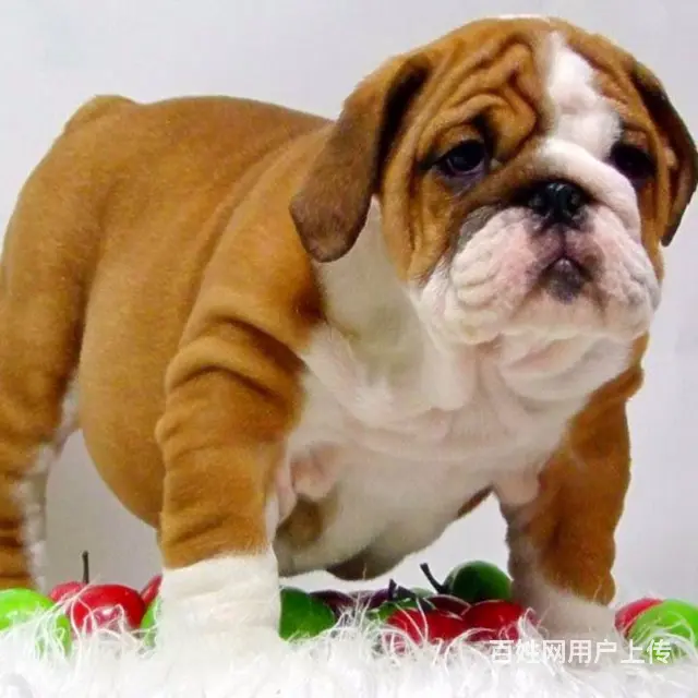 咸阳本地英国斗幼犬多少钱？犬舍只繁殖纯种精品健康签 - 图片 3