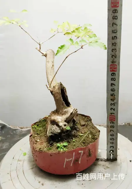 花木盆景电商平台淘宝网盛世鑫毅植物园艺术总监杨世毅 - 图片 9