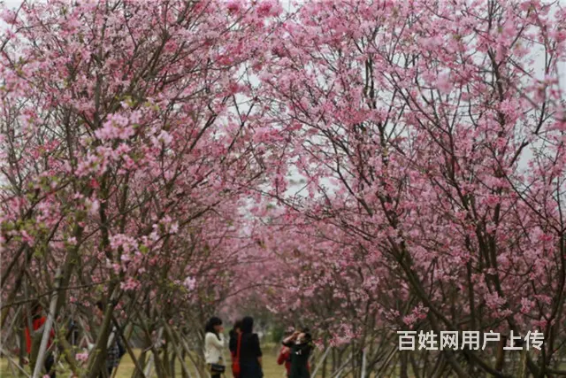 五彩田园景区房房东直租 - 图片 5